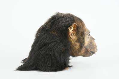 A taxidermy bust of a chimpansee, 2nd quarter of the 20th C.